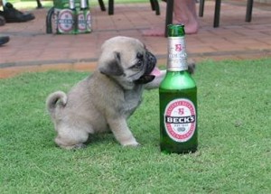 drinking-dog-funny-puppy-pictures